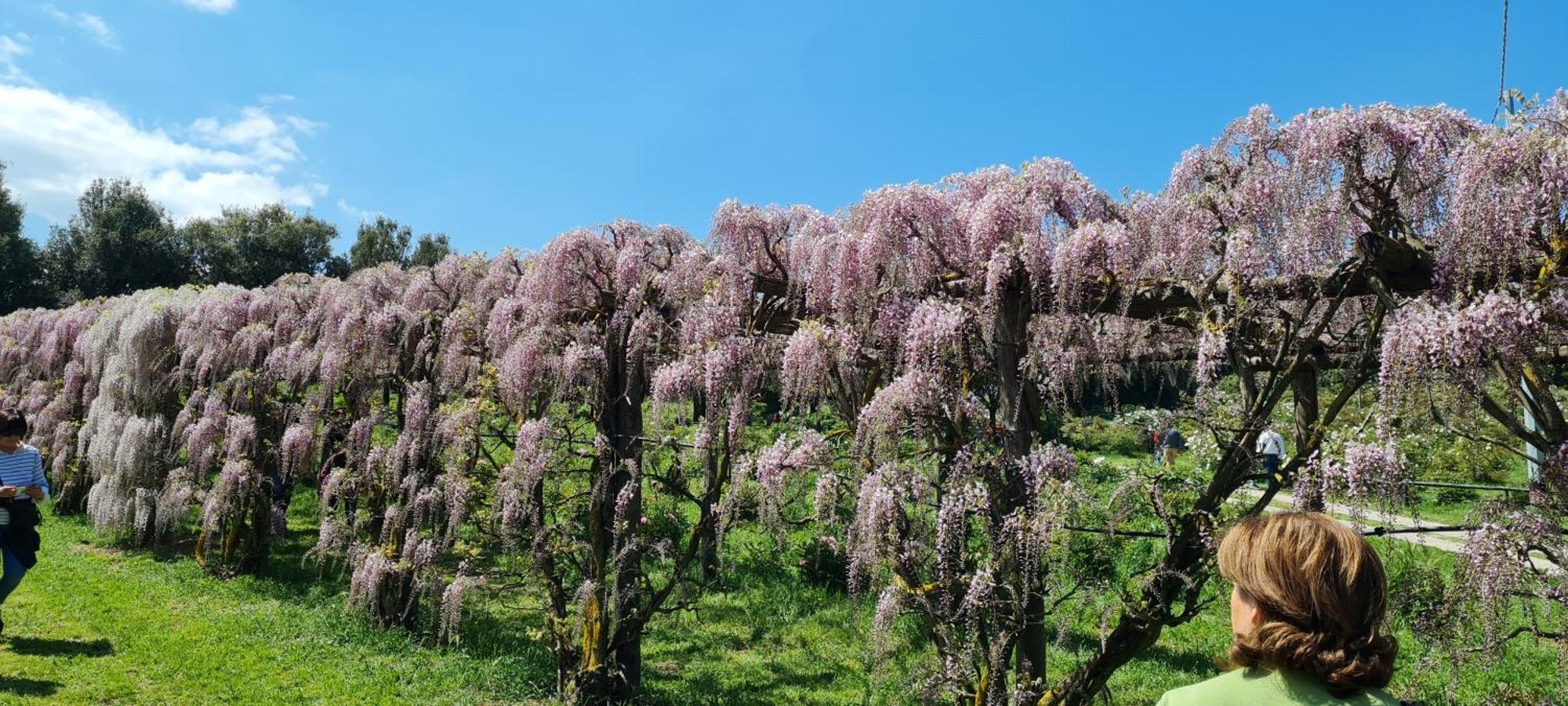 Agriturismo Buonasera Bagnoregio Bagian luar foto